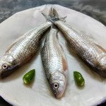 Bata