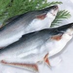 Indian basa/pangas