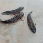 River sole (whole cut in picecs )