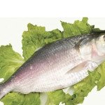 Kolkata Bengali hilsa fish upto+1kg