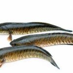 Alive River Sole (whole cut in piece)