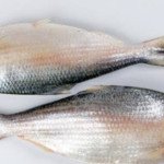 hilsa bangladesh fish