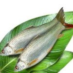 Mrigal 4-6 count/kg