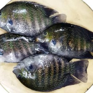 karimeen