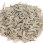 kucho chingri