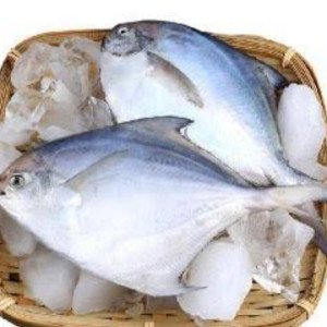 White pomfet big count 4-6 pcs per kg