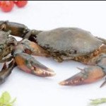 Live mud crab