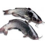 Sea singhara (whole cut in piece)