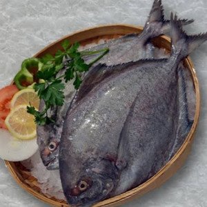 Black pomfret/halwa upto 1.5 - 2 kg above